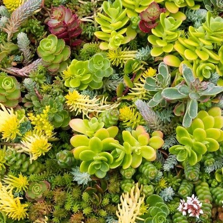 Przygotowanie gleby pod rozchodniki