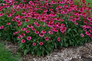 Jezówki w ogrodzie: Kiedy i jak je sadzić? Praktyczny poradnik dla każdego ogrodnika