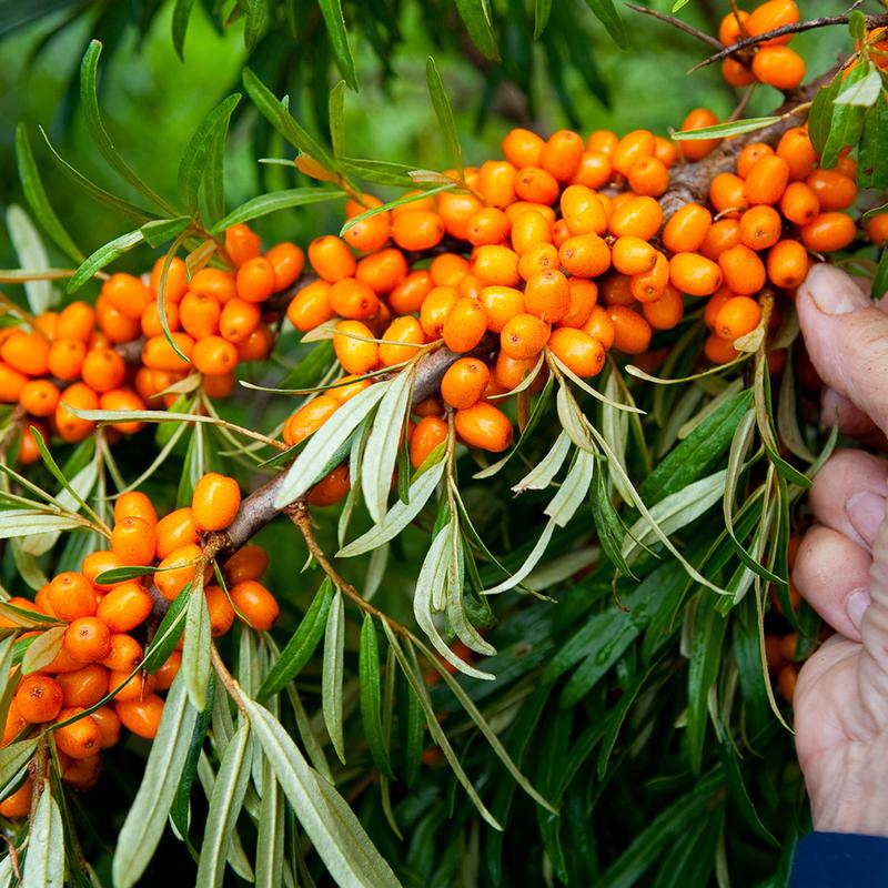 Rokitnik i ognik – różnice i porównanie