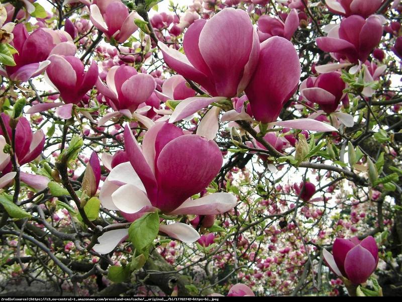 Jak skutecznie nawozić magnolie? Praktyczny poradnik krok po kroku