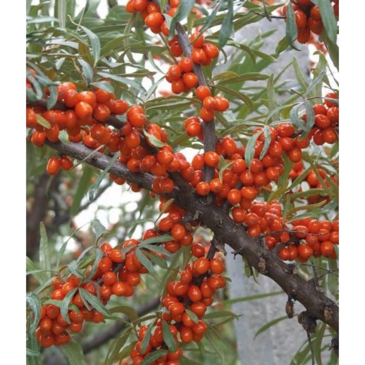 Rokitnik czy ognik – jakie są różnice między tymi niezwykłymi roślinami?