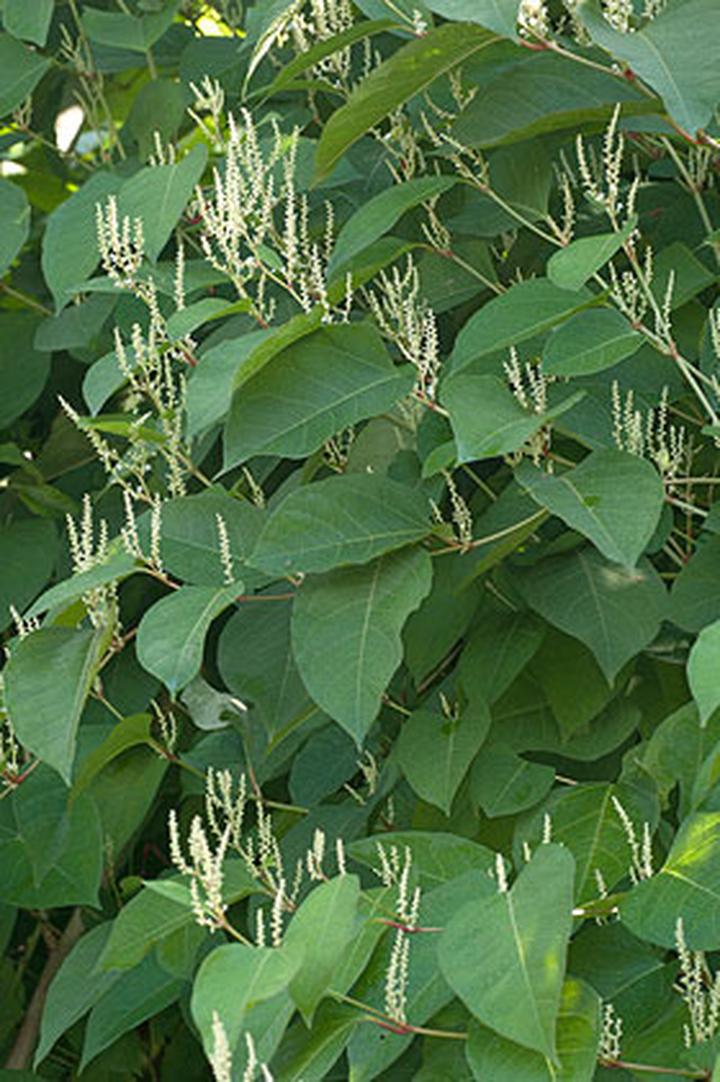 Biologiczna kontrola roślin inwazyjnych