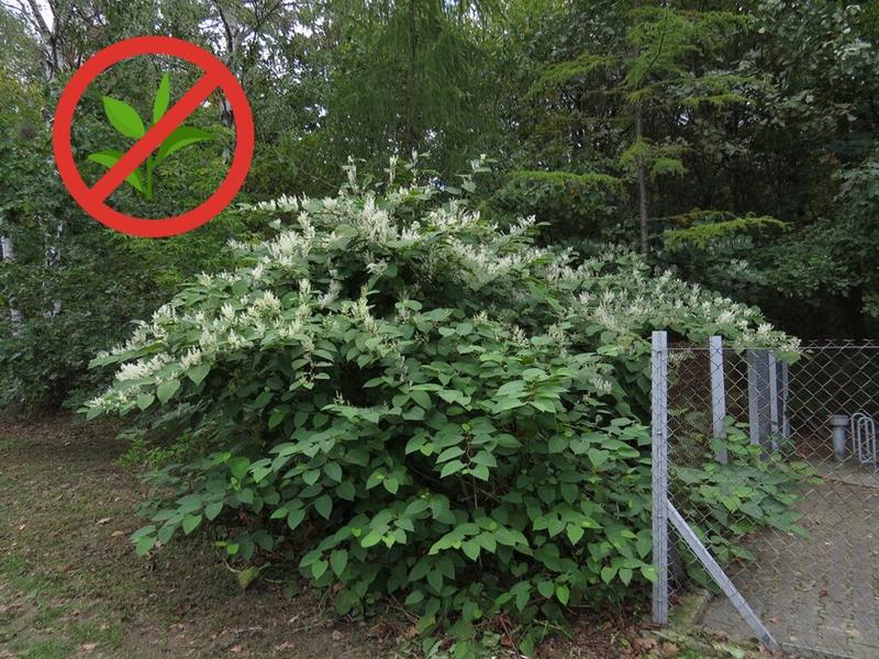 Identyfikacja rdestowca ostrokończystego