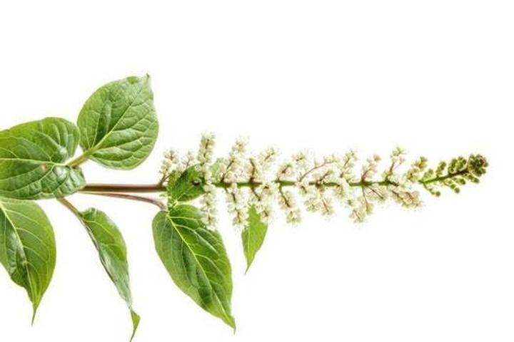 Mechaniczne usuwanie rdestowca