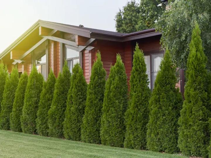 Mikroklimat ogrodu a kleszcze