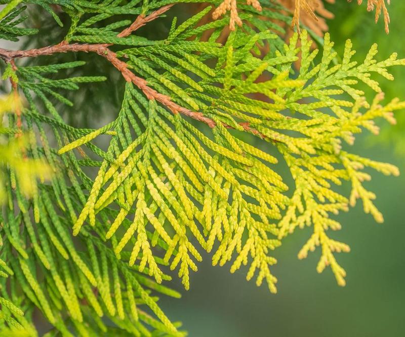 Pielęgnacja ogrodu przeciw kleszczom