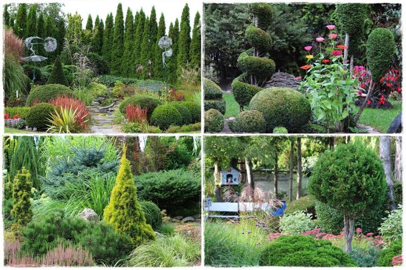 Rośliny odstraszające kleszcze