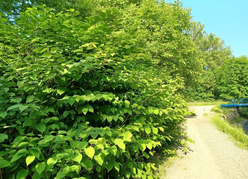 Zwalczanie rdestowca ostrokończystego